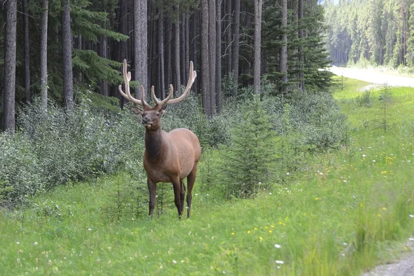 Elk laki-laki di pinggir jalan — Stok Foto