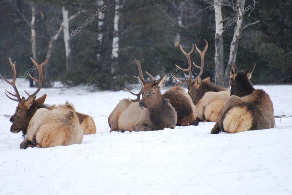 Elk herd sitting in the snow