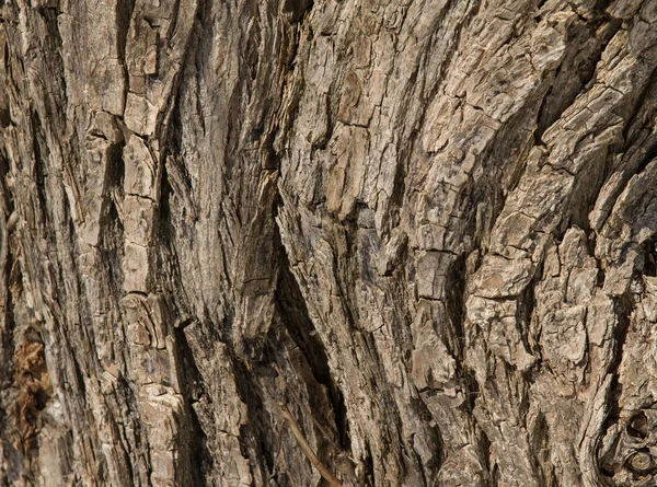 Vieille texture d'écorce de saule fissurée — Photo