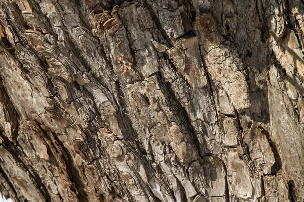 Velha textura de casca de salgueiro rachado — Fotografia de Stock