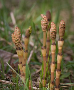 Field horsetail in natural habitat clipart