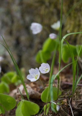 Flowering wood-sorrel in natural habitat clipart