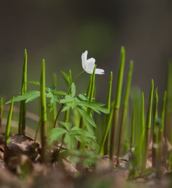 Wood anemone in natural habitat clipart