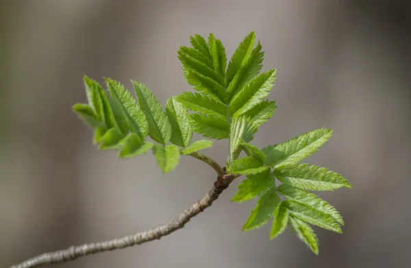 stock image Rowan branch on natural background