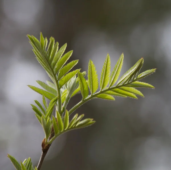 Rowan ramo su sfondo naturale — Foto Stock