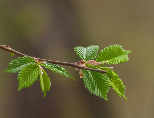 Hazel branch with leaves — Stock Photo, Image