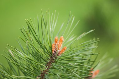 Pine tree blossom on natural background clipart