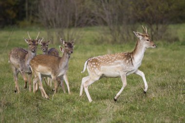 Young deer flock running clipart