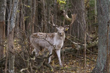 Beautiful deer in the forest clipart