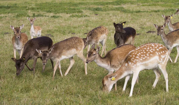 Genç geyik sürüsü otlatma — Stok fotoğraf