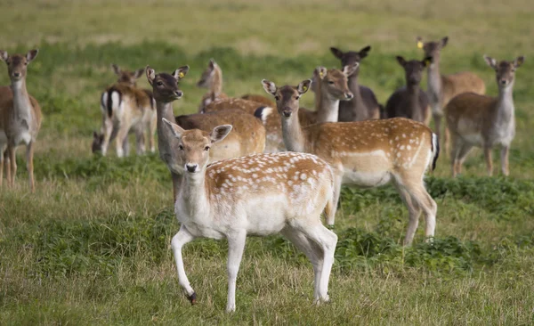 Young deer flock — Stock Photo, Image