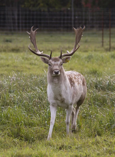 Beautiful adult deer — Stock Photo, Image