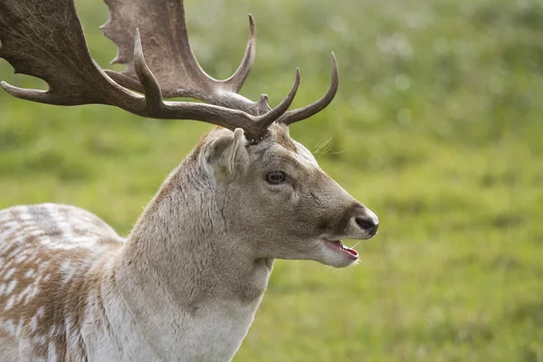 Beautiful adult deer — Stock Photo, Image