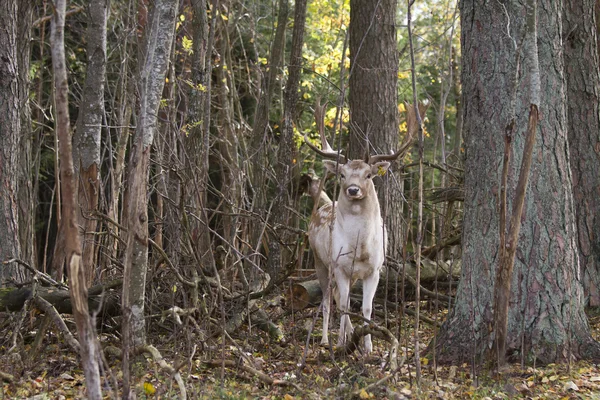 Красивый олень в лесу — стоковое фото