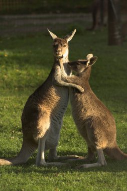 Kangaroos clipart