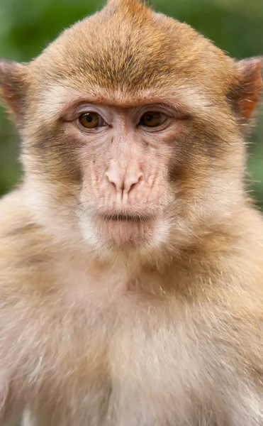 Barbary Macaque — Stock Photo, Image