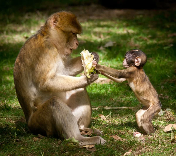 stock image Barbary Macaque