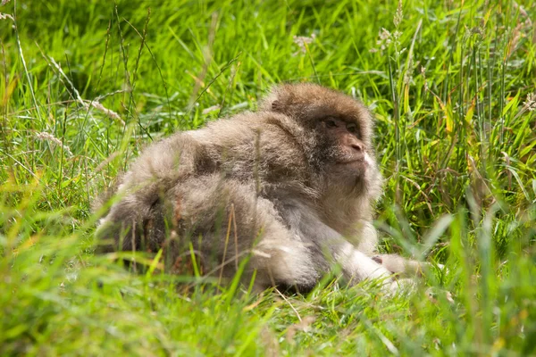 Barbary Macaque — Stock Photo, Image