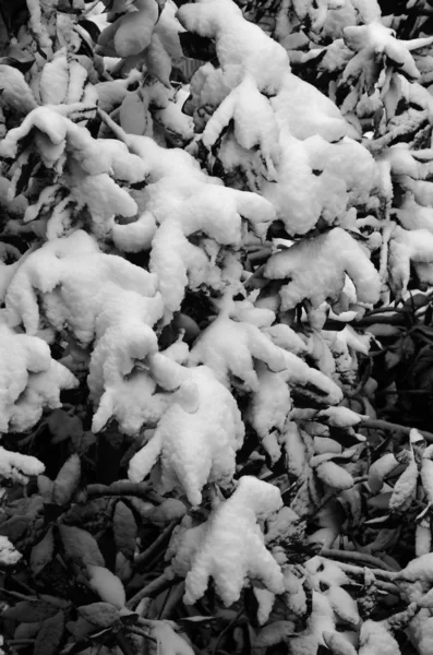 Foglie di magnetolia sotto lo sfondo della neve — Foto Stock