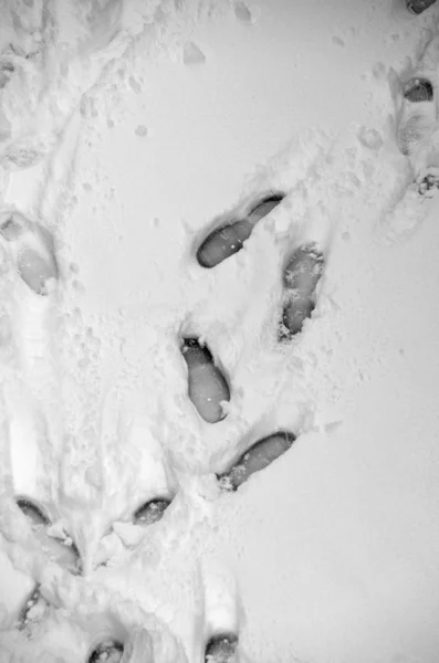 stock image Footprints in the snow
