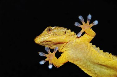 Gecko lizard portrait clipart