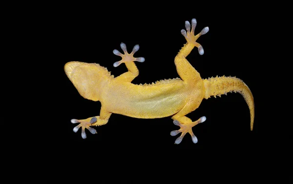 Gecko em vista retrato — Fotografia de Stock