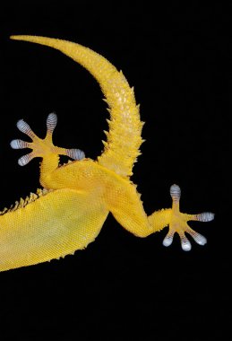 Gecko tail and hind legs clipart