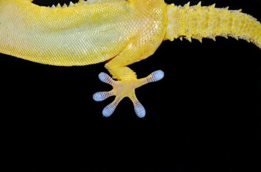 Gecko hind leg portrait clipart