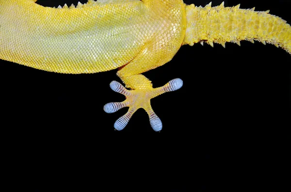 Gecko hind leg portrait Stock Picture