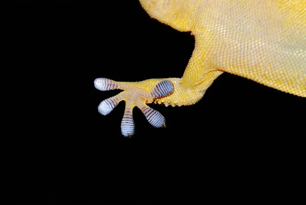 Gecko closeup μπροστινό πόδι Royalty Free Εικόνες Αρχείου