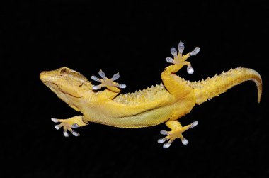 Gecko portre