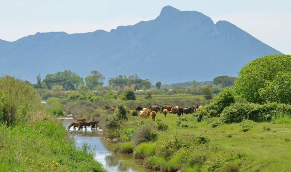 stock image Mount circeo and marsh landscape