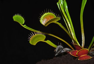 Dionaea muscipula clipart