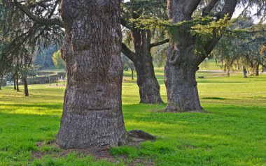 Giants trees in the park clipart