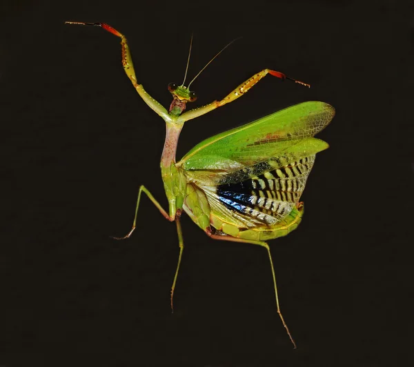 螳螂跳舞 — 图库照片