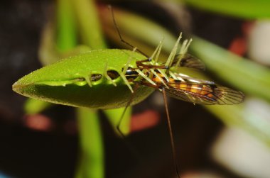 Dionaea carnivorous plant with prey clipart