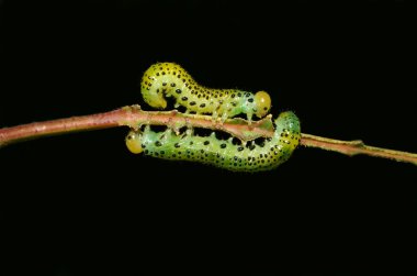 Caterpillars couple clipart