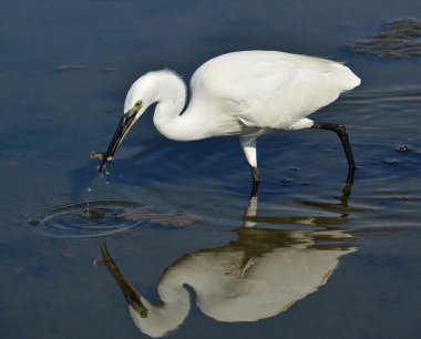 White heron fishing clipart