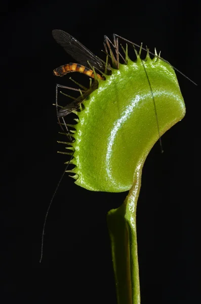 Lethal trap of carnivorous plant — Stock Photo, Image