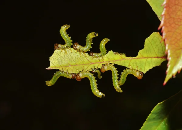 Листя їдять гусениця — стокове фото