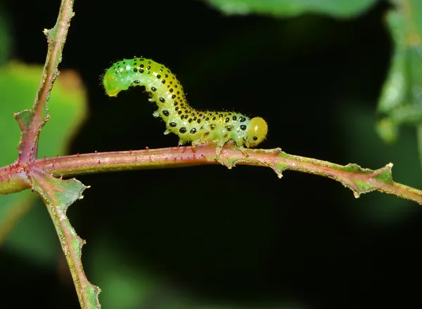 Caterpillar kök üzerinde — Stok fotoğraf