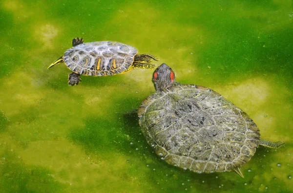 Черепахи боротися — стокове фото