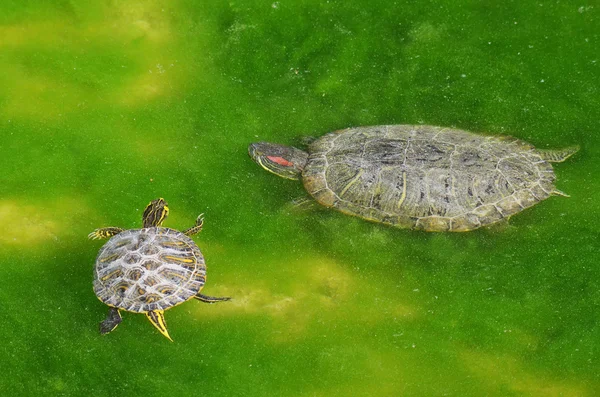 Водяні черепахи — стокове фото