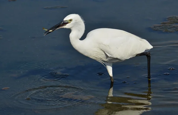 White egret with prey — Stock Photo, Image