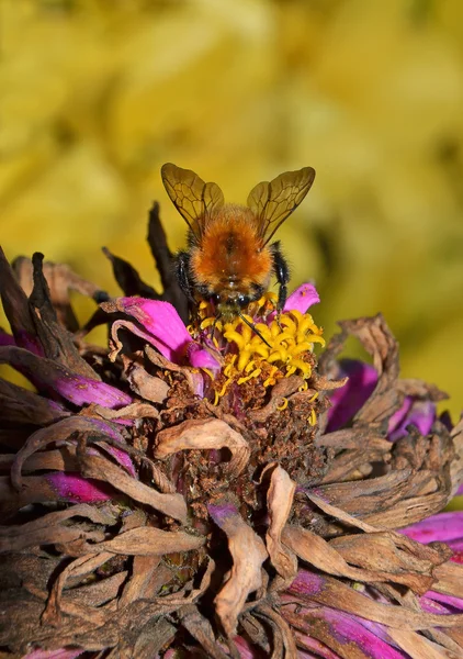 Дикая пчела на цветке — стоковое фото