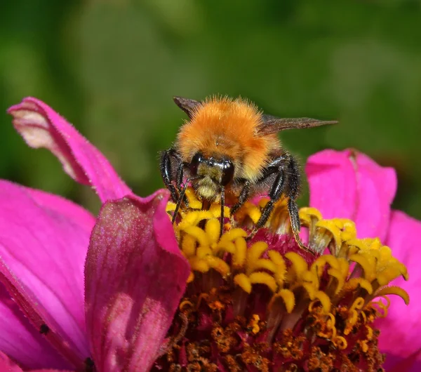Včela na corolla — Stock fotografie