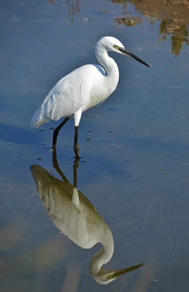 Heron reflect in the water — Stock Photo, Image