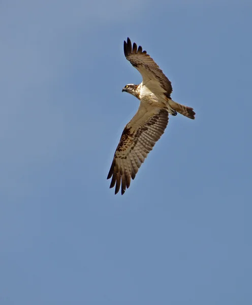 Fischadler fliegt am Himmel — Stockfoto