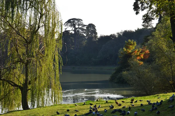 stock image Lake in the park