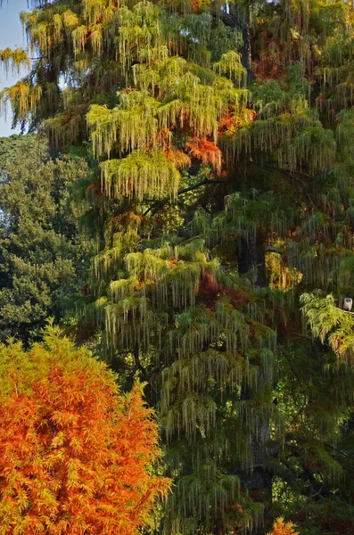 Красочная листва на тропическом дереве — стоковое фото